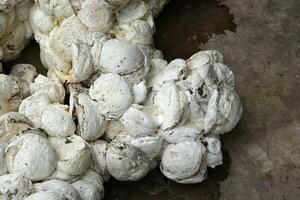 White rubber lumps piled up on the ground, Ubon Ratchathani, Thailand photo