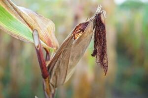 Field corn for animal feed in Thailand photo