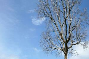 world saving concept dead tree sky background photo