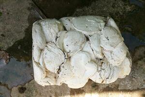 White rubber lumps piled up on the ground, Ubon Ratchathani, Thailand photo