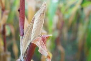 Field corn for animal feed in Thailand photo