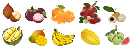 Tropical fruits set. Vector isolated elements on the transparent background png