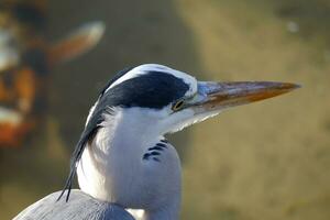 a juvenile great blue heron in close up photo