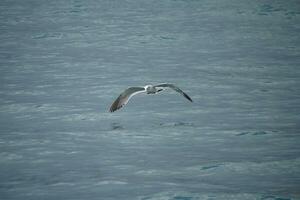 a seagull skimming the surface of the sea in search of a meal photo