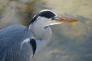 a juvenile great blue heron in close up photo