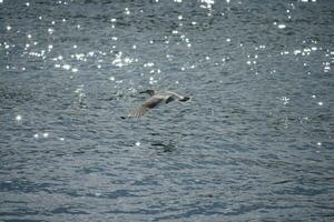 a seagull skimming the surface of the sea in search of a meal photo