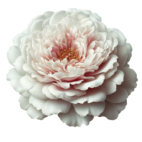 AI generated Damask rose flower, photos and then edited. png