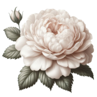 AI generated Damask rose flower, photos and then edited. png