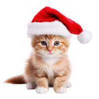 ai generado linda gato con Navidad sombrero png