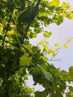 un rama de uvas con verde hojas foto