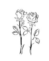 Abstract line art of rose. vector