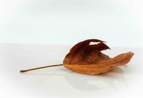 leaves with autumn colors on a transparent white background, in November 2023 in Italy photo