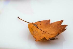 leaves with autumn colors on a transparent white background, in November 2023 in Italy photo