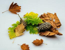leaves with autumn colors on a transparent white background, in November 2023 in Italy photo