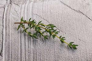 Aroma seasoning thyme stem with leaves photo