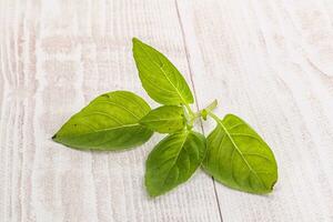 Raw green basil leaves seasoning photo