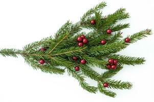 rama de un natural Navidad árbol con rojo pelotas de bayas foto