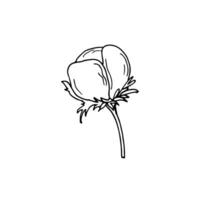 Hand-drawn Cotton flower. Natural blossom fluffy fiber on a stem. Isolated vector illustration on white background