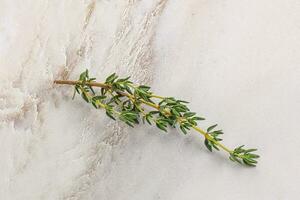 Aroma seasoning thyme stem with leaves photo