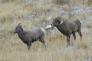 Colorado Rocky Mountain Bighorn Sheep.  Bighorn Ram chasing ewe during the annual rut. photo