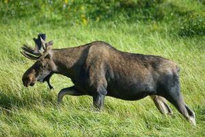 alce en el Colorado rocoso montañas. toro alce Moviente mediante un campo de césped. foto