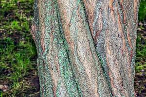 ciruela árbol ladrar antecedentes - latín nombre - prunus cerasífera. foto