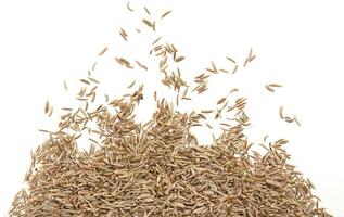 Caraway isolated on white background photo