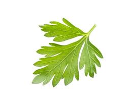 Parsley leaf isolated on white background photo