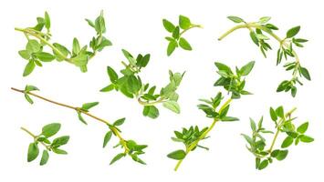 Thyme fresh herb isolated on white background with clipping path, collection photo