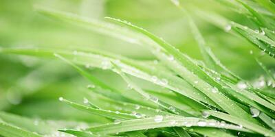 Green grass with raindrops thin focus part and blur. Banner size natural background. photo