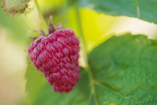 Ripe raspberry berry on a background of green leaves. Red raspberry macro photo. photo