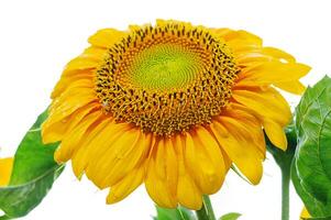 Sunflower with yellow petals with green leaves isolated on white background. Sunflower is blooming. photo