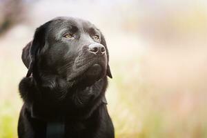 Labrador retriever of black color. Portrait of a purebred young dog on a green grass background. photo