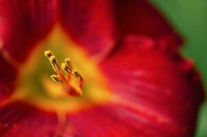 Yellow macro lily stamens in focus thin line. Red flower petals in defocus. photo