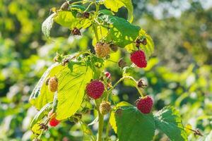 A bush of ripe and unripe raspberries in the sun. Raspberries are healthy and tasty berries. photo