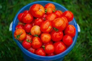 Red ripe tomatoes in a blue plastic bucket. Vegetables, harvest. Tomatoes on a background of grass. photo