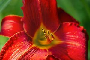 Red lily macro close-up photo. A flower on a sunny day. photo