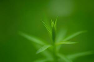 Delicate petals of flax plant, thin focal part and defocused green grass. A plant is growing. photo