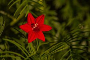 rojo flor y verde hojas en un soleado día. macro foto de un flor en el forma de un estrella.