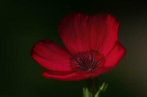 Red flax flower on a dark background. Macro photo of nature.