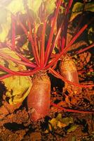 Red beets with leaves planted in the garden on a sunny day. Vegetables, harvest. photo