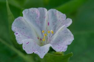 Macro photo of nature flower. A white and pink flower with yellow stamens on a green background.