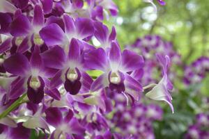 Purple orchid blooming and blur soft beauty nature in Thailand garden photo