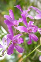 purple orchid flower blooming hanging on the tree  in farm photo