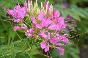 Field of small pink flowers in Chatuchak Park, Bangkok, Thailand photo