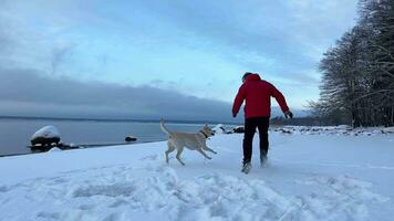 invernal orilla del lago felicidad con perro compañero video