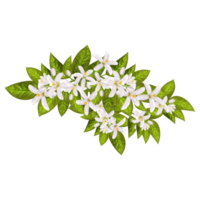 laranja Primavera flores png