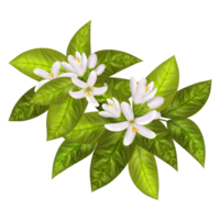 laranja Primavera flores png