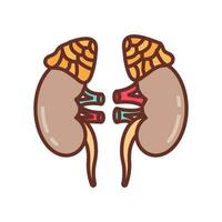 suprarrenal glándula icono en vector. logotipo vector