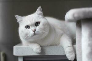 White silver dot cat sitting on the catwalk table photo